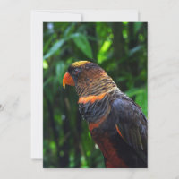 Macaw