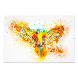 Macaw Fotodruck
