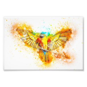 Macaw Fotodruck