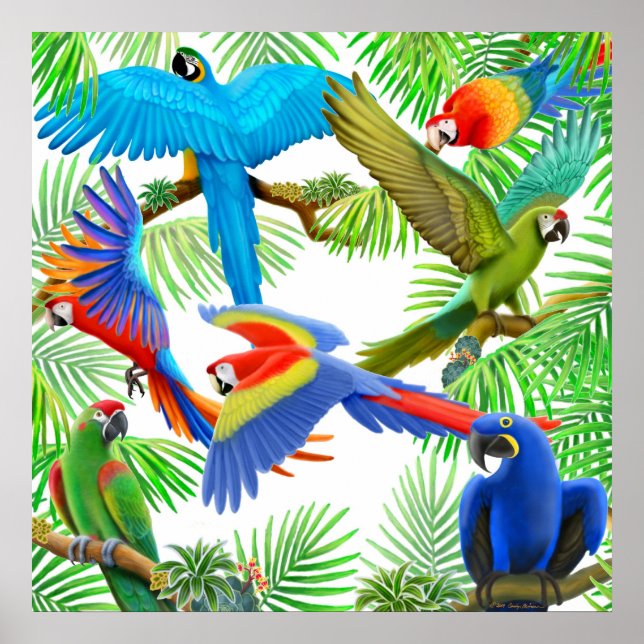 Macaw Jungle Poster (Vorne)