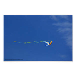 Macaw Kite Fotodruck