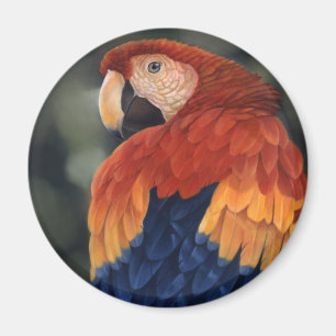 Macaw-Magnet Magnet