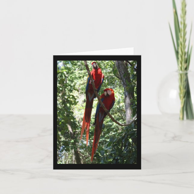 Macaw Notecard Karte (Vorderseite)