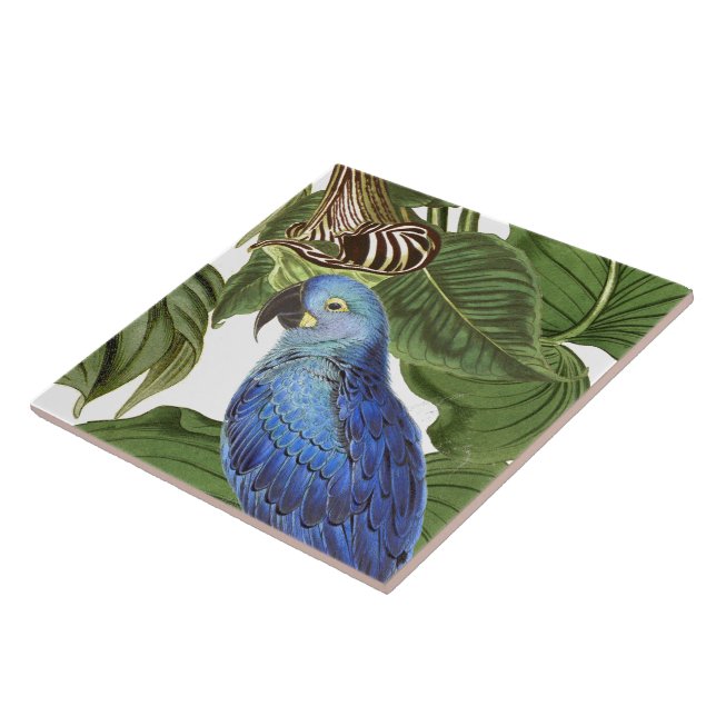 Macaw-Papageien-Vogel-Tier-Tier verlässt Fliese (Seite)