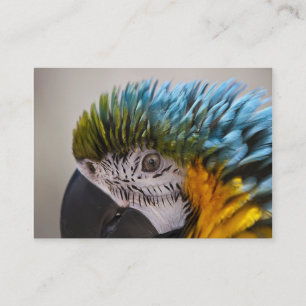 Macaw Parrot - Carte de visite