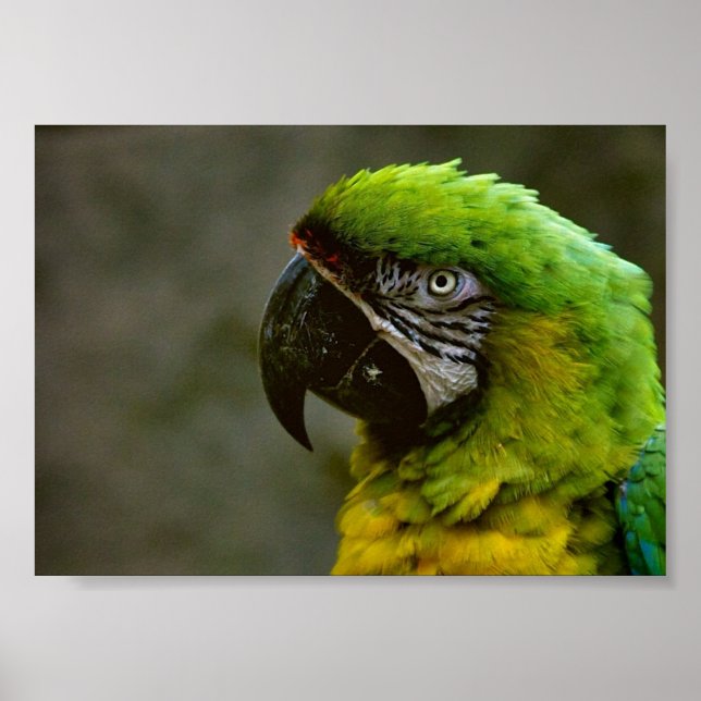 Macaw Parrot Foto Poster (Vorne)
