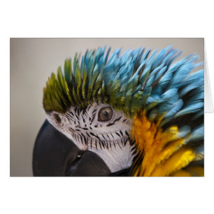 Macaw Parrot - Karte