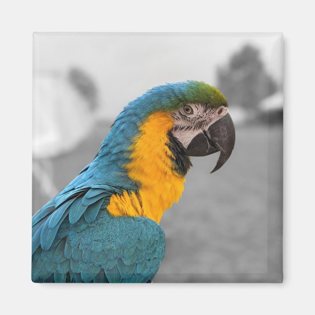 Macaw Parrot Magnet (Vorne)