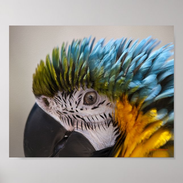 Macaw Parrot Portrait - Fine Art Print Poster (Vorne)