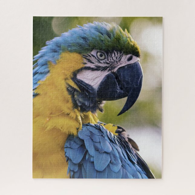 Macaw Parrot Portrait Foto (Vertikal)