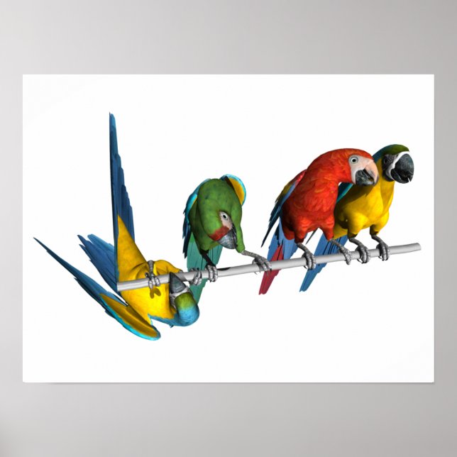 Macaw Parrot Poster (Vorne)