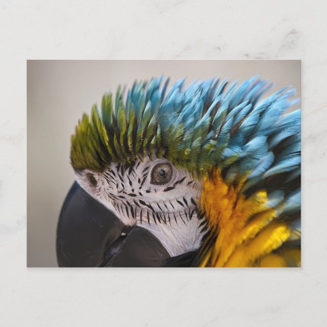 Macaw Parrot - Postkarte (Vorderseite)