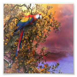 MACAW PARROT RAIN FOREST OUTPOST FOTODRUCK
