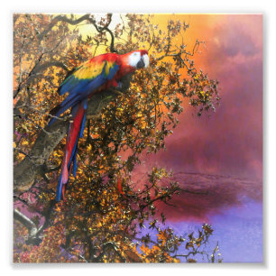 MACAW PARROT RAIN FOREST OUTPOST FOTODRUCK