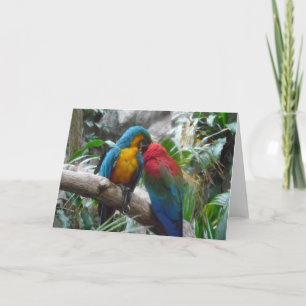 Macaw Parrots Bird Vielen Dank, Hinweis Karte