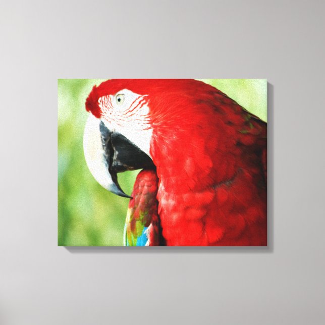 Macaw Portrait Leinwanddruck (Vorderseite)