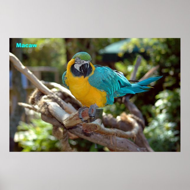 Macaw Poster (Vorne)