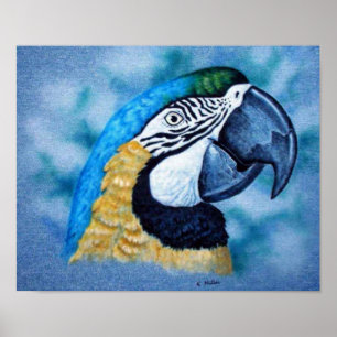 Macaw Poster