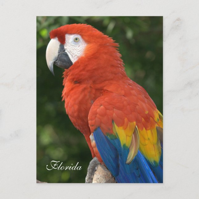 Macaw Postkarte (Vorderseite)