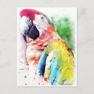 Macaw Postkarte