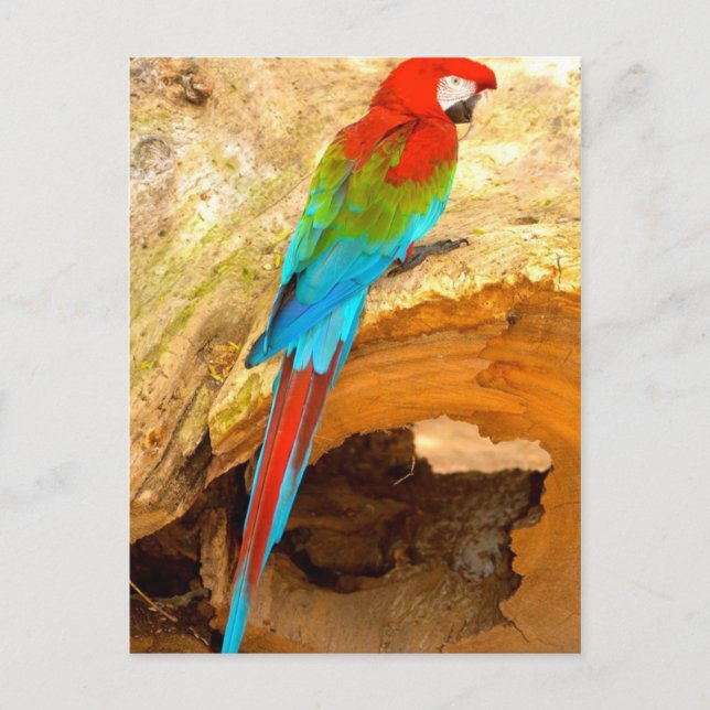 Macaw rouge et vert, Carte postale Trinidad (Devant)