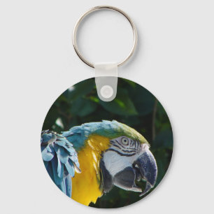 Macaw-Schlüsselkette Schlüsselanhänger