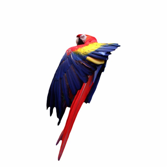 Macaw-Skulptur Freistehende Fotoskulptur (Vorne)