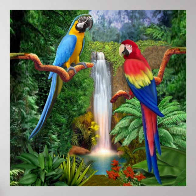 Macaw Tropical Parrots Poster (Vorne)
