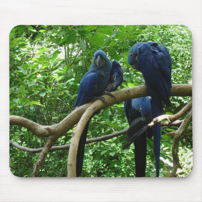 Macaw-Vögel Mousepad (Vorne)