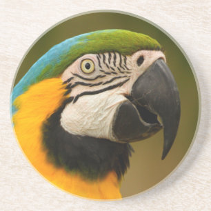 Macawgesicht Getränkeuntersetzer