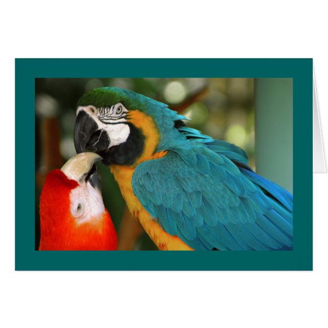 Macaws (Devant horizontal)