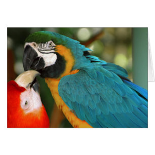 Macaws