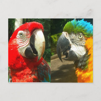 Macaws colorés, Carte postale Trinidad