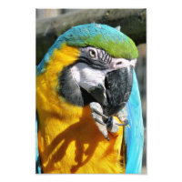 MACAWS