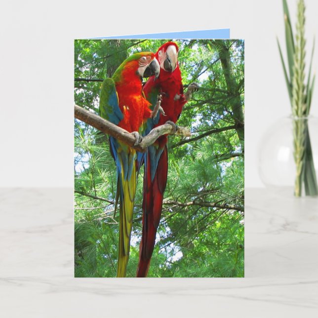 Macaws-Paar-Geburtstags-Gruß-Karte Karte (Vorderseite)