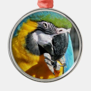MACAWS SILBERNES ORNAMENT