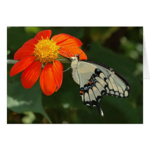 Machaon géant sur la fleur