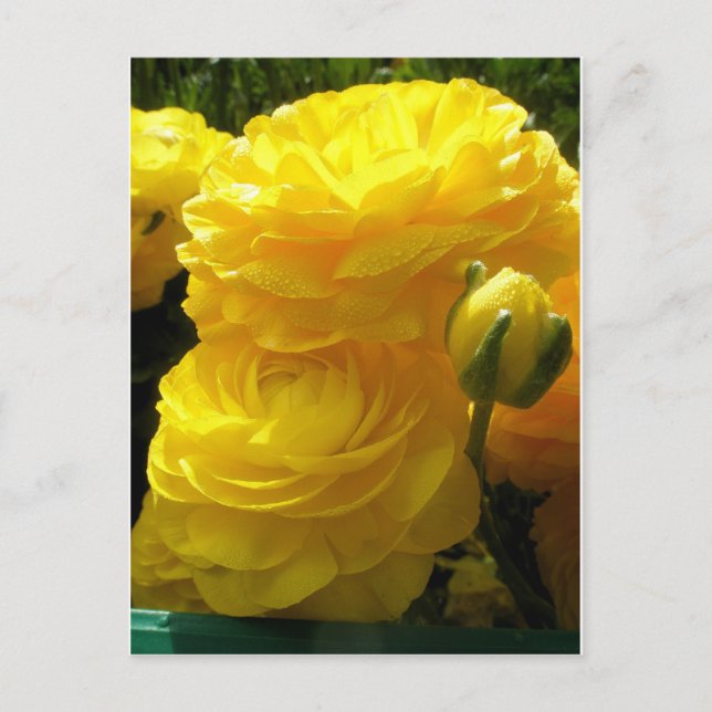 Mache mein Gelb Postkarte (Vorderseite)