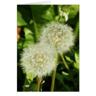 Machen Sie einen Wunsch