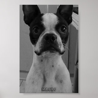 Macho das Boston Terrier Poster