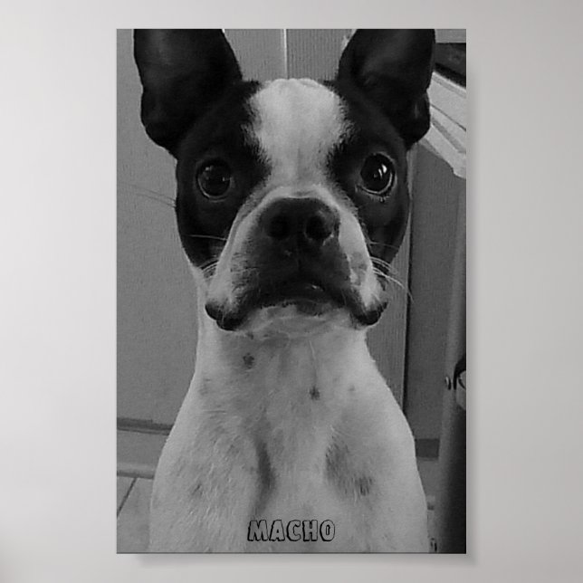 Macho das Boston Terrier Poster (Vorne)
