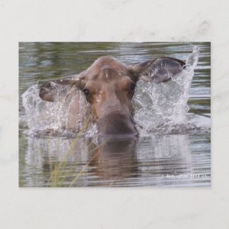 Mächtige Elche spielen cool Postkarte