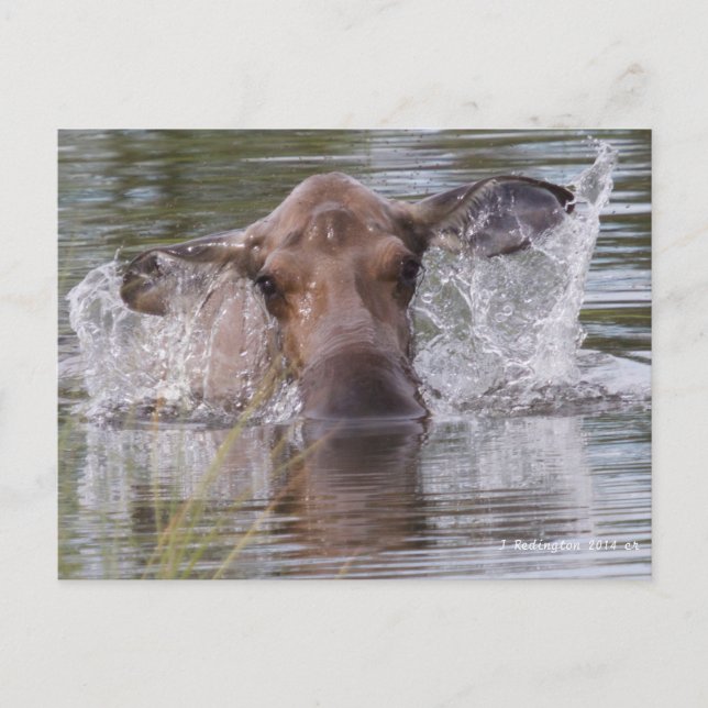 Mächtige Elche spielen cool Postkarte (Vorderseite)
