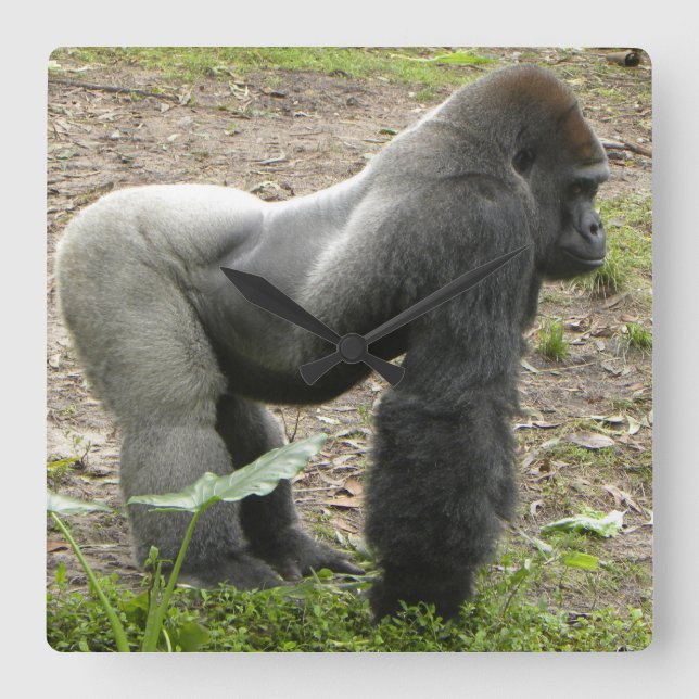 Mächtige Gorilla-Uhr Quadratische Wanduhr (Vorderseite)