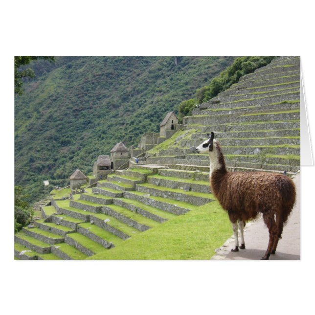Machu-Lama-Sicht (Vorderseite (Horizontal))