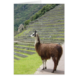 Machu Lama stolz