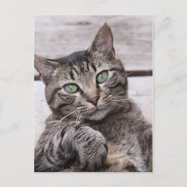 Mackerel Tabby Cat Postkarte (Vorderseite)