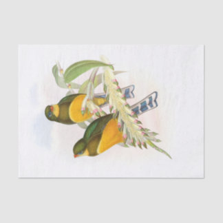 Macklot-Trogon, Decoupage Seidenpapier