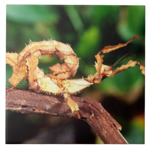 Macleays Gespenst (Dornige Stabheuschrecke), Fliese