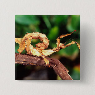 Macleays Gespenst (Stacheliges Stabheuschrecke), Button